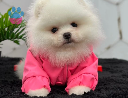 Safkan Bo pomeranian - 7228 - Görsel 5
