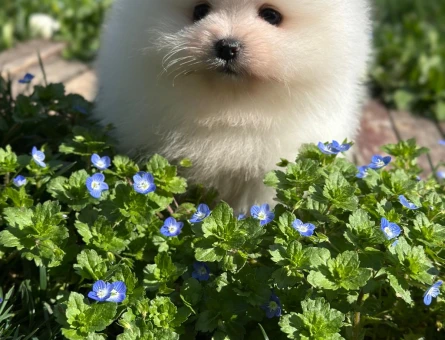 Safkan Bo pomeranian - 7228
