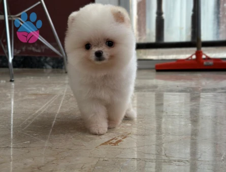ORJİNAL POMERANİAN BOO - 7230