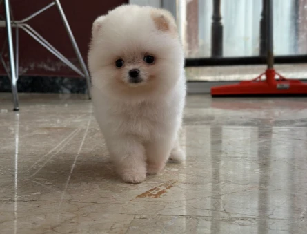 ORJİNAL POMERANİAN BOO - 7230