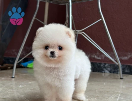 ORJİNAL POMERANİAN BOO - 7230 - Görsel 3