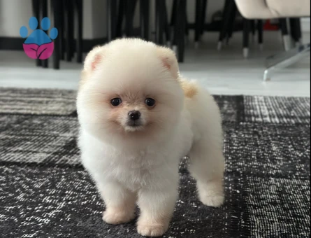ORJİNAL POMERANİAN BOO - 7230 - Görsel 4