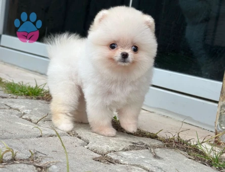 ORJİNAL POMERANİAN BOO - 7230 - Görsel 5