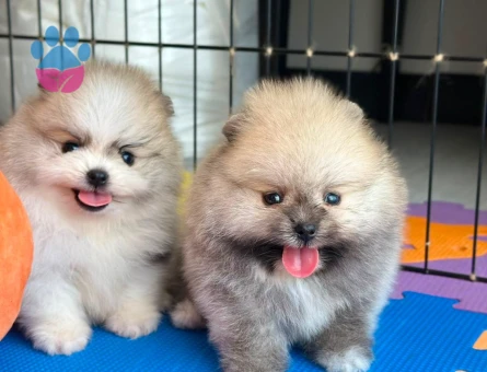 Ev ortamından Pomeranian Boolar - 7235