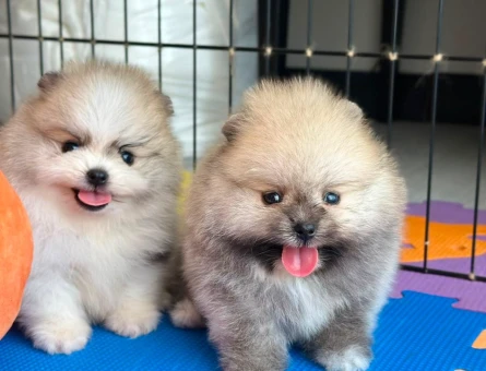 Ev ortamından Pomeranian Boolar - 7235