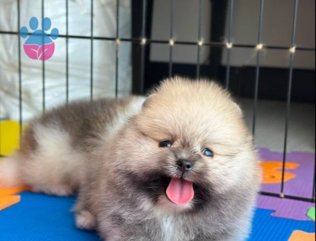 Ev ortamından Pomeranian Boolar - 7235 - Görsel 3