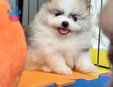Ev ortamından Pomeranian Boolar - 7235 - Görsel 4