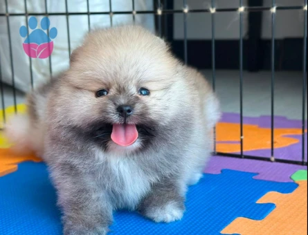 Ev ortamından Pomeranian Boolar - 7235 - Görsel 5