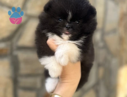 PANDA Pomeranian Yavru - 7236
