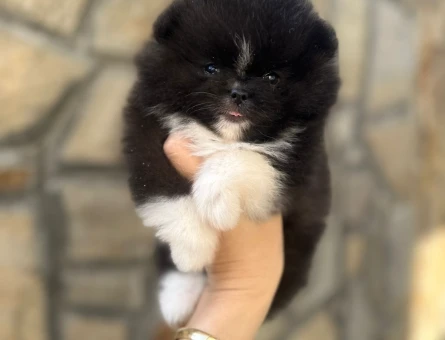 PANDA Pomeranian Yavru - 7236