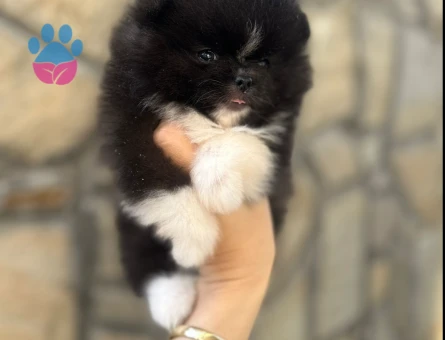 PANDA Pomeranian Yavru - 7236 - Görsel 3
