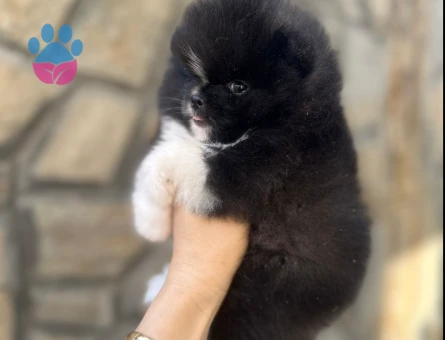 PANDA Pomeranian Yavru - 7236 - Görsel 4