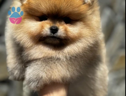 En güzellerinden Pom Boo - 7237 - Görsel 5