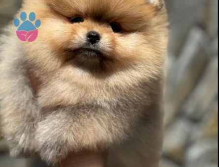 En güzellerinden Pom Boo - 7237