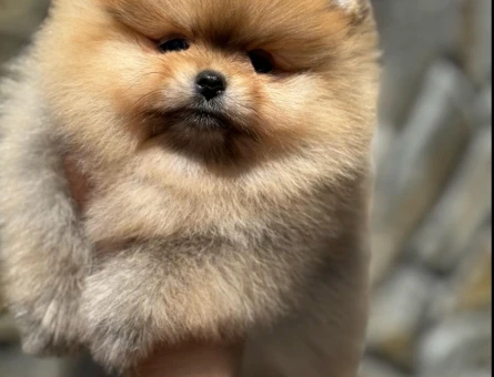 En güzellerinden Pom Boo - 7237