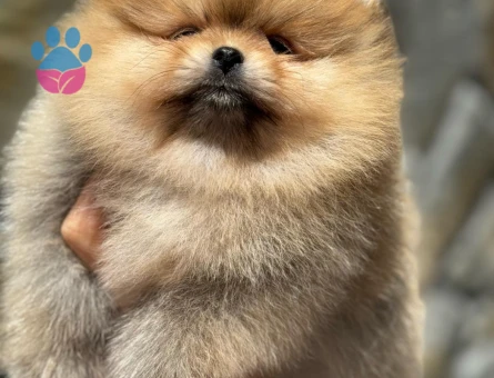 En güzellerinden Pom Boo - 7237 - Görsel 3