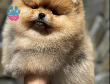 En güzellerinden Pom Boo - 7237 - Görsel 2