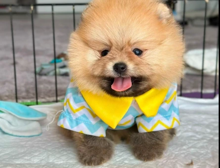 POMERANİAN BOO - 7238