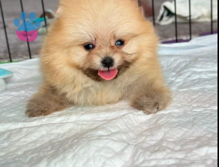POMERANİAN BOO - 7238 - Görsel 3