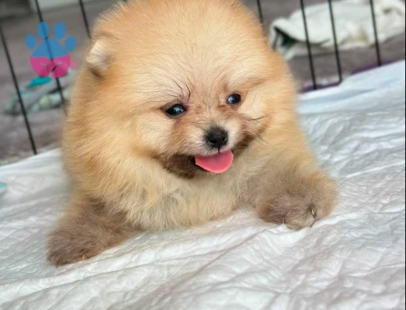 POMERANİAN BOO - 7238 - Görsel 4