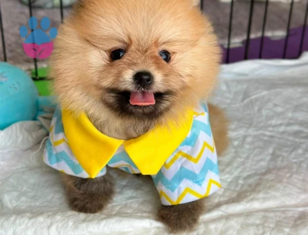 POMERANİAN BOO - 7238 - Görsel 5