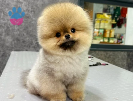 Orange Pomeranian - 7240