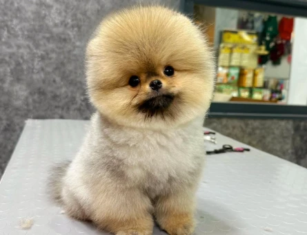 Orange Pomeranian - 7240
