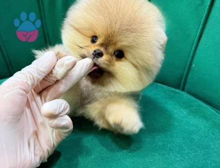 Orange Pomeranian - 7240 - Görsel 3