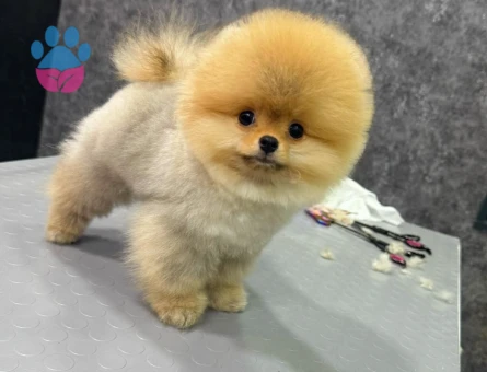 Orange Pomeranian - 7240 - Görsel 5