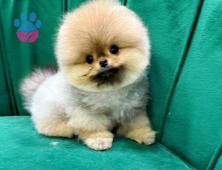 Orange Pomeranian - 7240 - Görsel 4