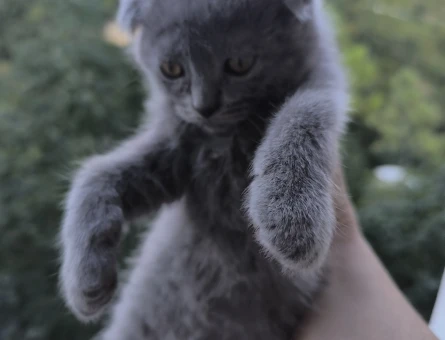 3 Aylıı British Shorthair Yavrular - 7244