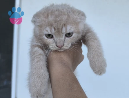 3 Aylıı British Shorthair Yavrular - 7244 - Görsel 3