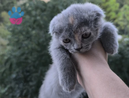 3 Aylıı British Shorthair Yavrular - 7244 - Görsel 4