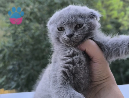 3 Aylıı British Shorthair Yavrular - 7244 - Görsel 5