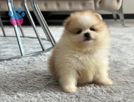 Orjinal Pomeranianlar - 7246