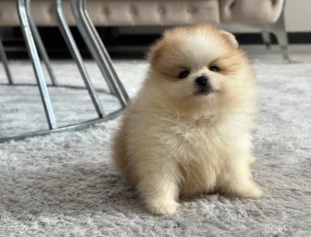 Orjinal Pomeranianlar - 7246