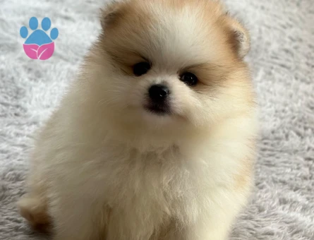 Orjinal Pomeranianlar - 7246 - Görsel 3