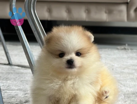 Orjinal Pomeranianlar - 7246 - Görsel 4