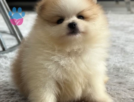 Orjinal Pomeranianlar - 7246 - Görsel 5