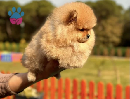 Turuncu Renk Pomeranian - 7248