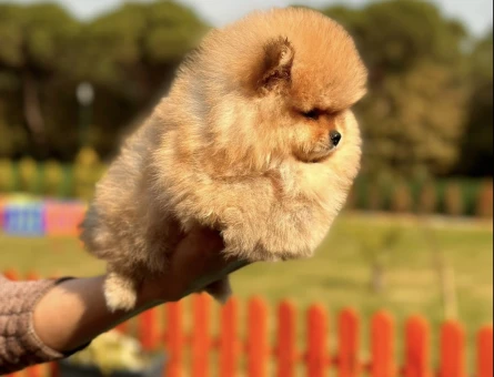 Turuncu Renk Pomeranian - 7248