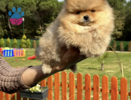 Turuncu Renk Pomeranian - 7248 - Görsel 3