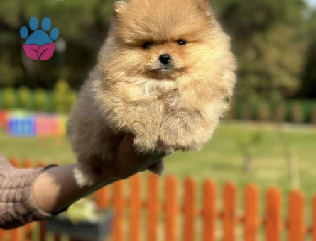 Turuncu Renk Pomeranian - 7248 - Görsel 4