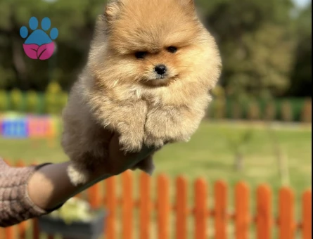 Turuncu Renk Pomeranian - 7248 - Görsel 5