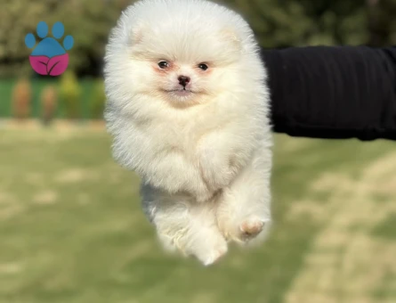KARTOPUUU POMERANİAN - 7250 - Görsel 3