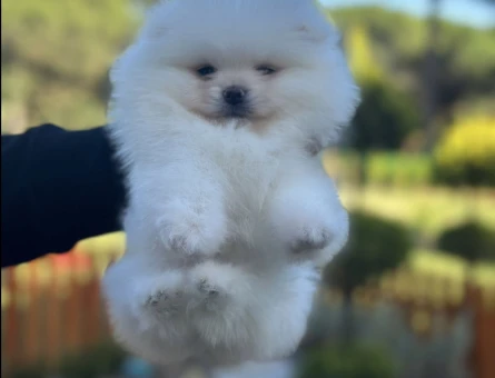 KARTOPUUU POMERANİAN - 7250