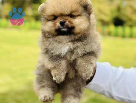 En Özel Boo Pomeranian - 7251 - Görsel 3