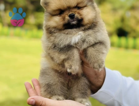 En Özel Boo Pomeranian - 7251
