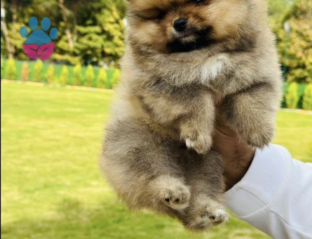 En Özel Boo Pomeranian - 7251 - Görsel 4