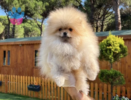 TR De En Güzel Pomeranian - 7252
